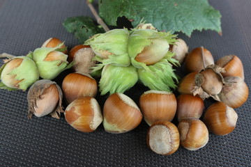 Haselnüsse frisch geerntet