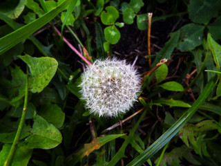 Dandelion in the grass