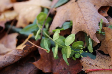 Brown and green ground