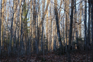 Fototapeta premium Sun through trees