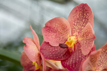 Orquídeas 01