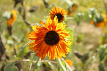 Sunflower on sunny day 