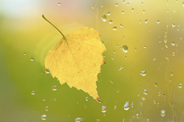 autumn yellow birch leaf adhered to the window pane