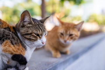 Fototapeta premium Two stray cats, the second one blurred in the background