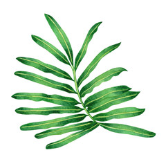 Watercolor painting fern green leaves,palm leaf isolated on white background.Watercolor hand painted illustration tropical exotic leaf for wallpaper vintage Hawaii style pattern.With clipping path