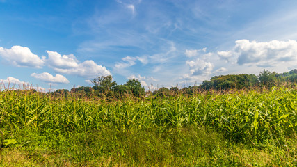 Fototapeta na wymiar Landscape and fields in Limousin, Auvergne, France