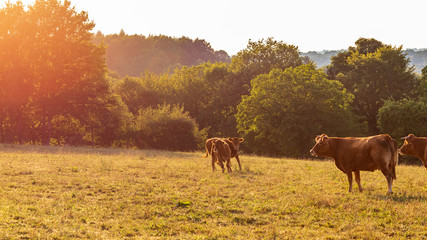 Cows enjoying the sunset in Limousin, Auvergne, France