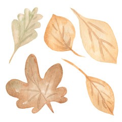 Autumn leaves set, isolated on white background.illustration of yellow and brown, green autumn leaves, Birch leaves, mountain ash,maple, oak. set of isolated objects