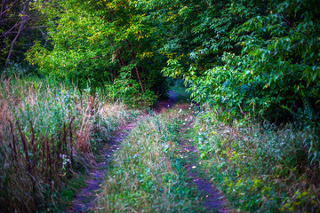A path going into the wood during the evening in autumnn