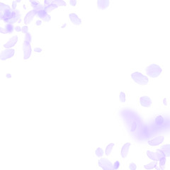 Violet flower petals falling down. Immaculate roma