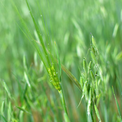 green spike with dew drops