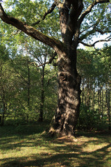 Obraz premium in the shade of a centenary oak in the summer
