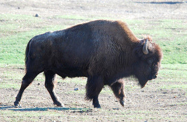 Bison walking along the plains