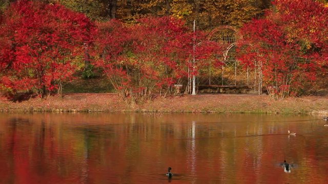 Slow transition from Summer season  to colorful Autumn. Green trees become colorful. This footage has been shot in the same location from one angle at different times of the year.