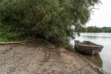 Weiden am Ufer des Altrheins