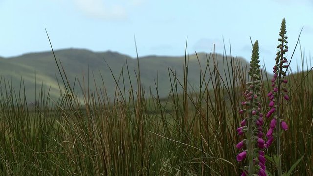 Steady, medium close up shot of purple digitalis flowers in front of a mountain.