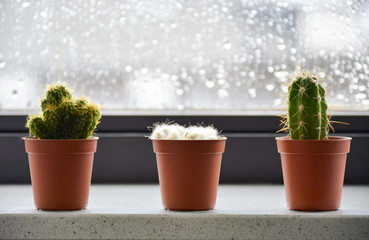 Different types of mini cacti arranged on the windowsill in front of a window with raindrops. Free space for text.