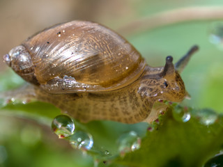 Dewy snail on a leaf with water drops
