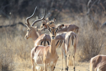 Naklejka na ściany i meble Impala (Aepyceros melampus) in South Africa