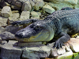 Obraz premium Alligatore immobile sulle pietre di un lago. Predatore di grandi dimensioni del Nord America