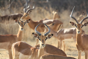 Impala (Aepyceros melampus) in South Africa