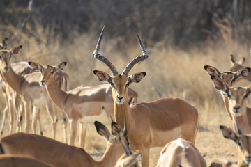 Impala (Aepyceros melampus) in South Africa