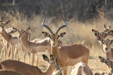 Impala (Aepyceros melampus) in South Africa