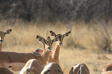 Impala (Aepyceros melampus) in South Africa