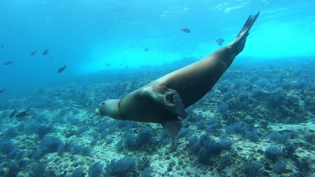 Sea Lions In The Sea Of Cortez