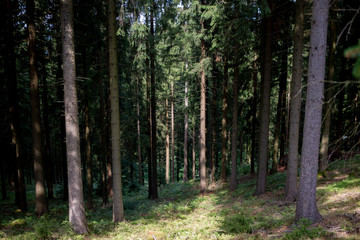 Muddy path through a thick pinewood forest with sunlight coming through hitting the pathway in...