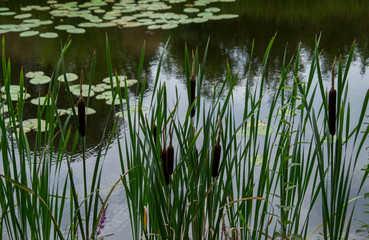 Blütenstand eines Rohrkolben (Typha sp.)