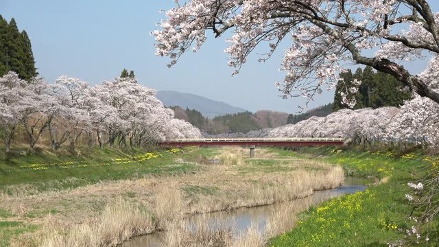 夏井川の千本桜（福島県・小野町）