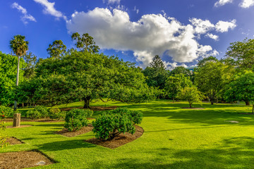 Fototapeta na wymiar Green lawn with Tropical Trees.