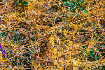 Dodder Genus Cuscuta is The parasite wraps
