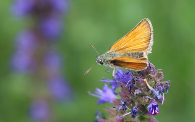 Braun-Dickkopffalter (Thymelicus indet)