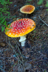 Two beautiful Amanita muscaria in summer forest