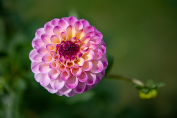 close up of pink dahlia flower in garden