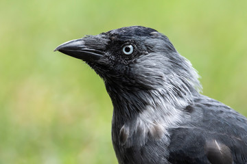 Close-up portrait of jackdaw. Eurasian or Western jackdaw (Coloeus monedula) is corvid bird with beautiful blue eyes.
