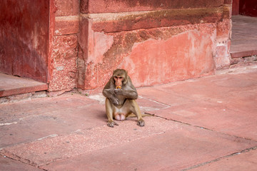 Monkeys in India