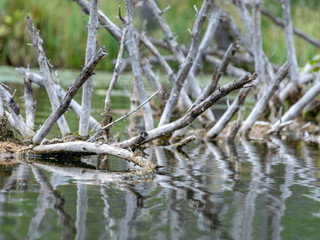 abstract picture with dry spruce branches in water, suitable for textures