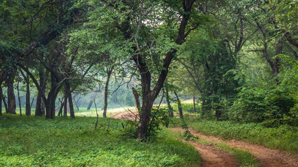 Fototapeta premium Ranthambore National Park and its marvelous landscapes