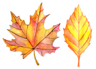 Watercolor autumn leaves set isolated on white background. Orange and red fall leaf. Hand painted illustration. 