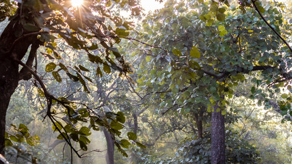 Ranthambore National Park and its marvelous landscapes