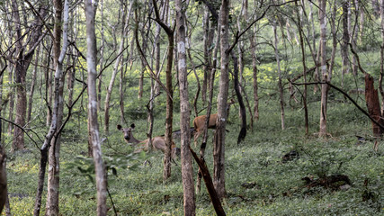 Wild deer in the Ranthambore National Park in India
