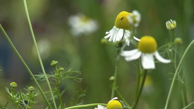 Steady, close up shot of German chamomile flowers.