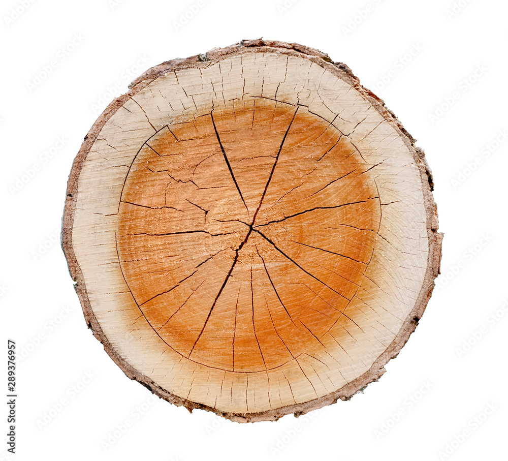 Wall mural big tree trunk slice cut from the woods. textured surface with rings and cracks. neutral brown backg