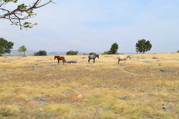 horses in field