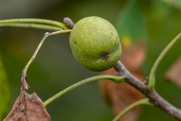 Fresh green walnuts growing on a tree.Leafy walnut tree, fresh shelled green walnut. Agriculture concept. Natural background