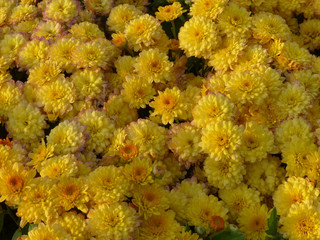 yellow chrysanthemums as a background