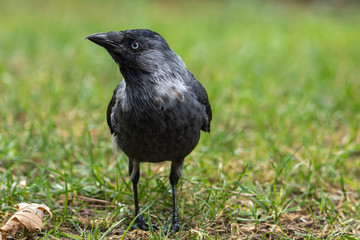 Close-up portrait of jackdaw. Eurasian or Western jackdaw (Coloeus monedula) is corvid bird with beautiful blue eyes.